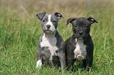 AMSTAFF  PUPPIES 240